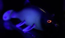 Quantum Freak Of Nature Swimbait Tench 23cm, 270g -Angeln Verkäufe 22 3272005r 4