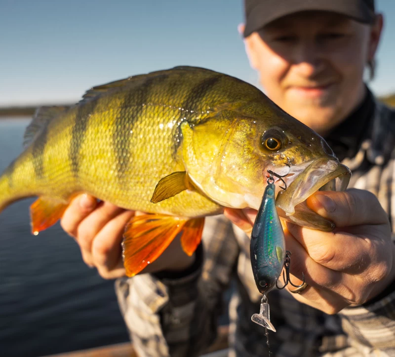 Headbanger Cranky Shad 4 Headbanger Cranky Shad – Bild 4