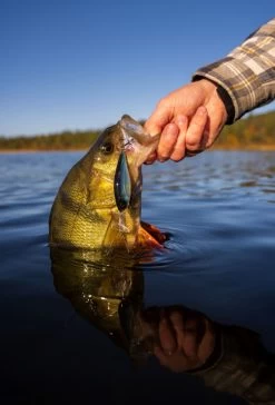 Headbanger Cranky Shad 10 Headbanger Cranky Shad -Angeln Verkäufe CS 25 SS BKr 5