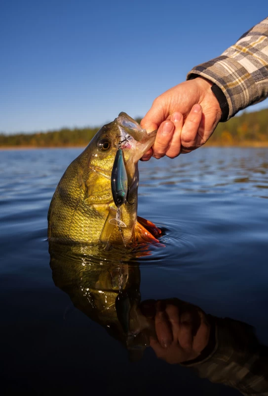 Headbanger Cranky Shad 5 Headbanger Cranky Shad – Bild 5